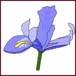 Blue Iris
